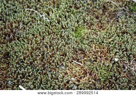 Green, Yellow Moss With Flowers On The Foundation, Stone. Mocha Texture