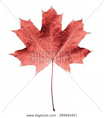 Pink Or Colar Maple Leaf Isolated White Background. Beautiful Autumn Maple Leaf Isolated On White. F