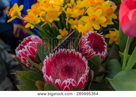 Pink King Protea Plant. Pink King Protea Flowering Plant Blooming In The Spring Garden