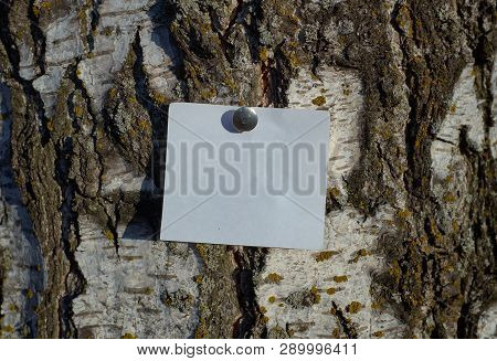 Blank White Piece Of Note Paper Fastened By Pin To The Tree Trunk Into The Park. The Bark On The Tre