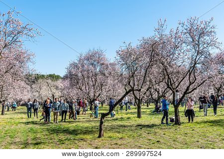 Madrid, Spain - March 2, 2019: People Visiting Almond Trees In Bloom In The Park Of La Quinta De Los