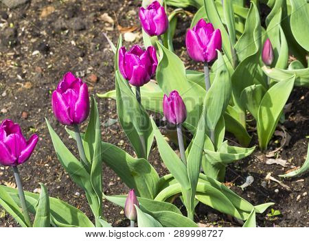 Tulips Of The Cafe Noir  Species On A Flowerbed.