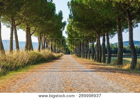 Scenic Rural Landscape Of Maritime Pine Trees A Long The Road In The Natural Park Of Tuscany, Italy.