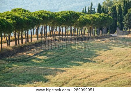Scenic Rural Landscape Of The Green Hill Near Maritime Pine Trees A Long The Road In The Natural Par