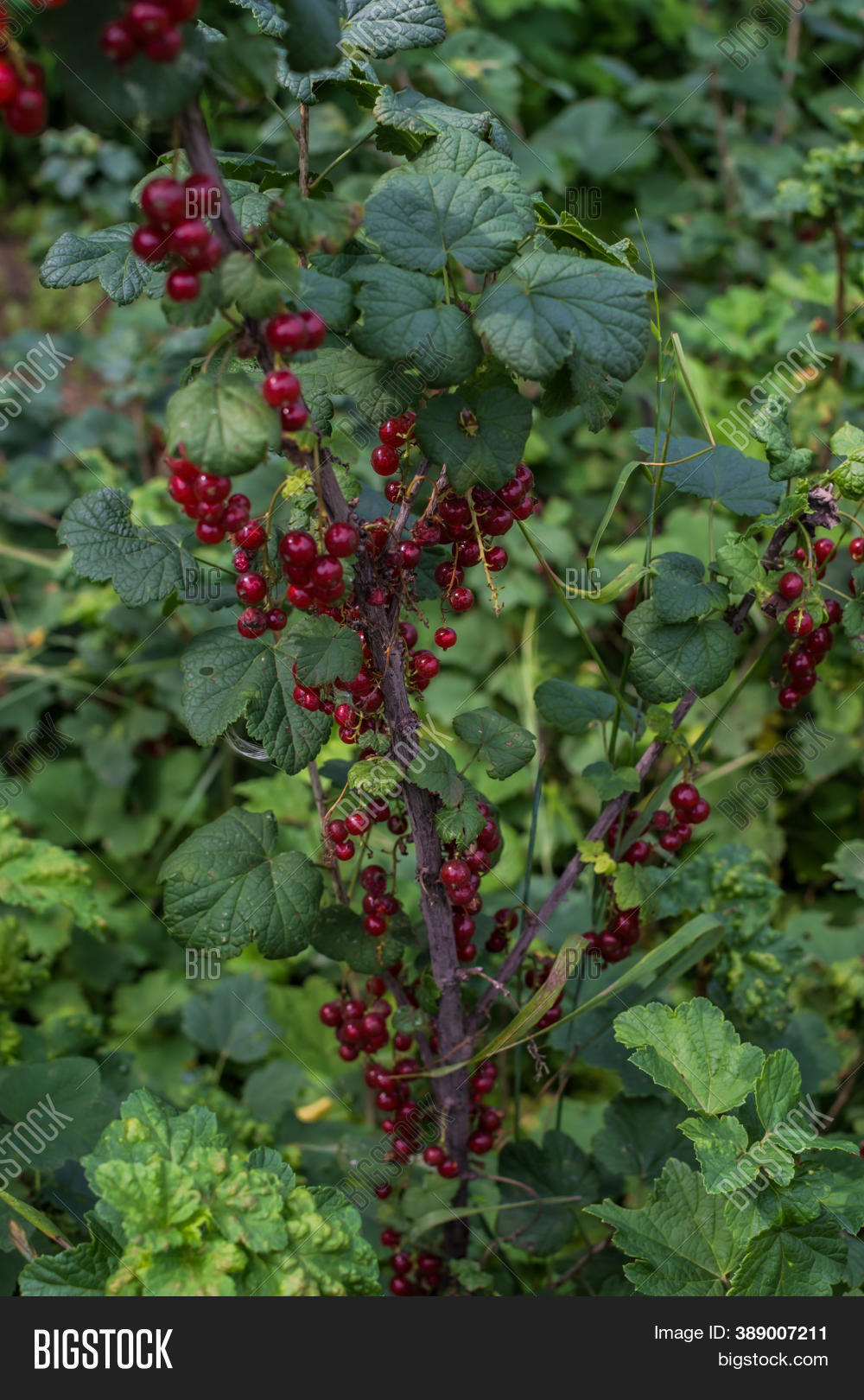 Bright Red Ripe Red Image & Photo (Free Trial) | Bigstock
