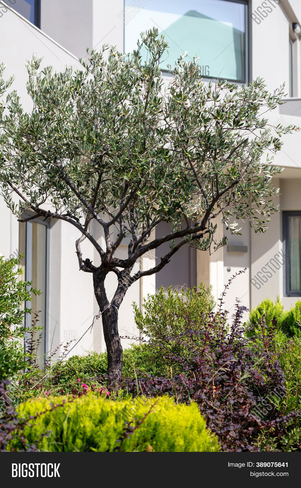 Olive Tree Blooming Image & Photo (Free Trial) | Bigstock