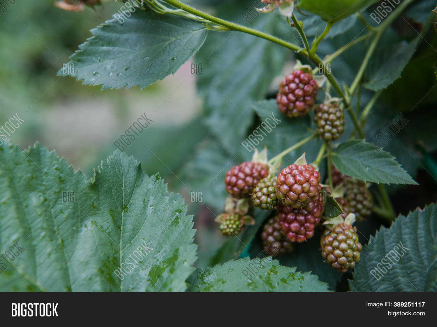 Blackberry Blooms Image & Photo (Free Trial) Bigstock