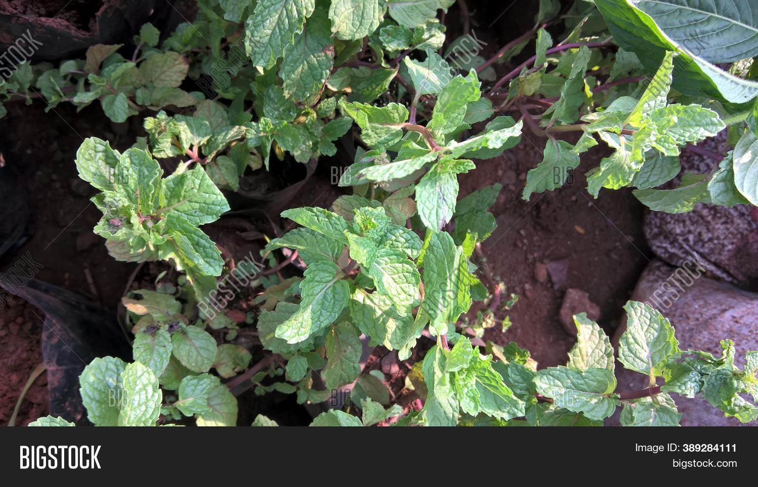 Mint Leaves Plant Image & Photo (Free Trial) Bigstock