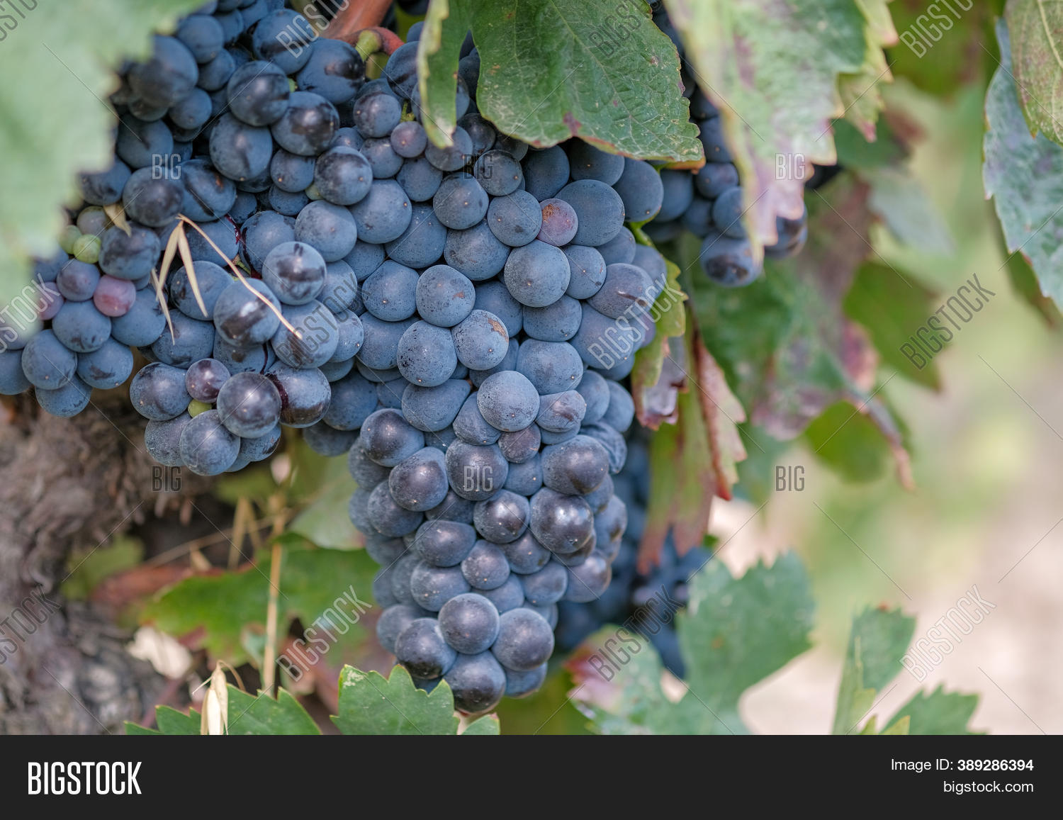 Grapevine Berries Image & Photo (Free Trial) Bigstock