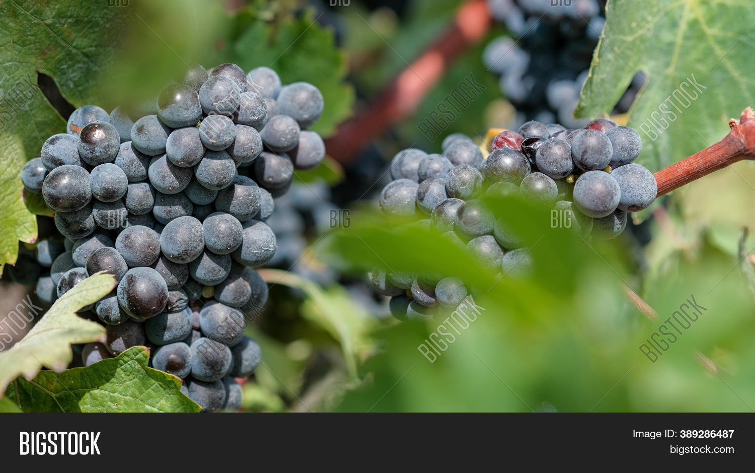 Grapevine Berries Image & Photo (Free Trial) | Bigstock
