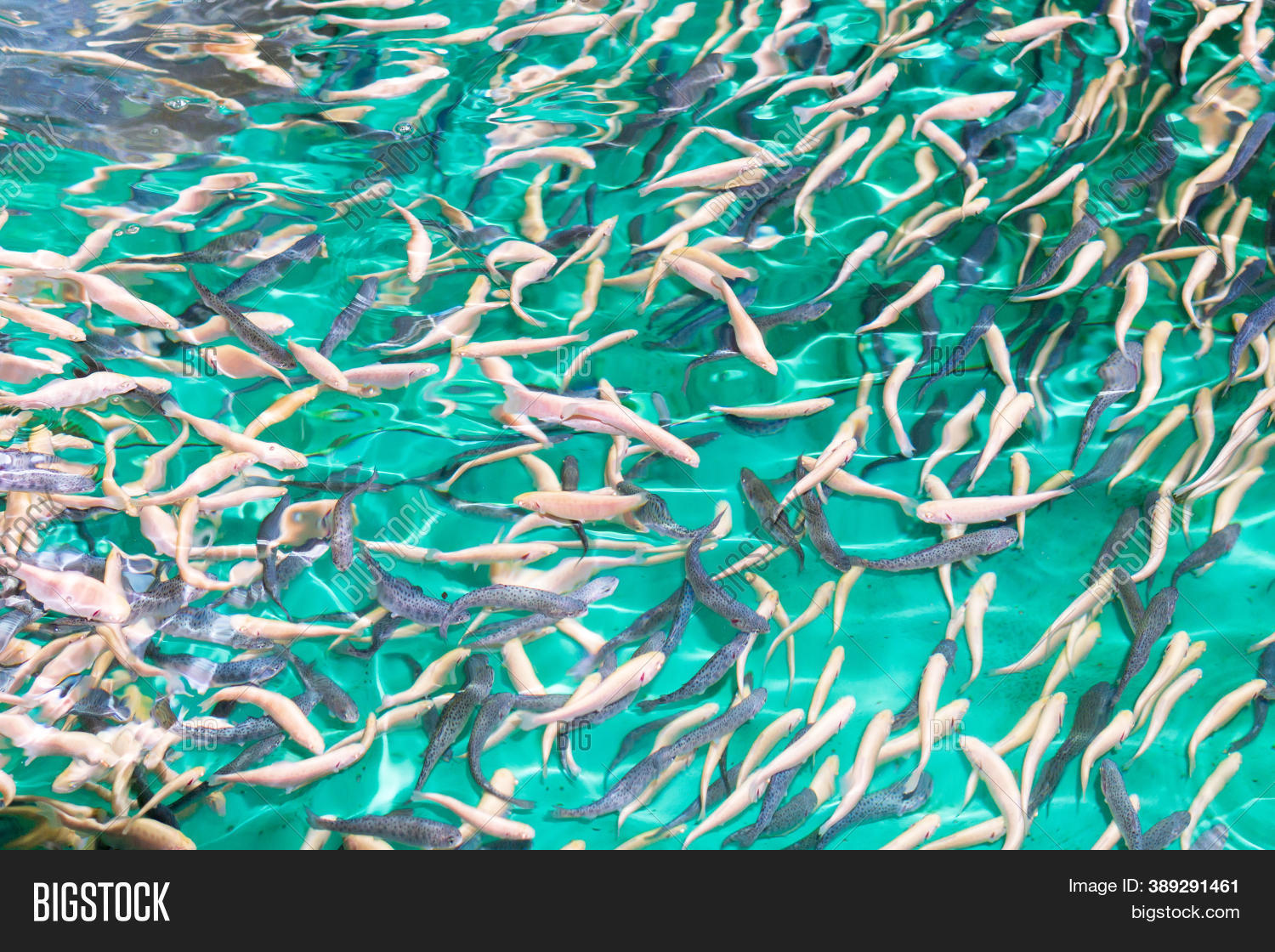 Flock Fish Trout Farm Image & Photo (Free Trial) | Bigstock