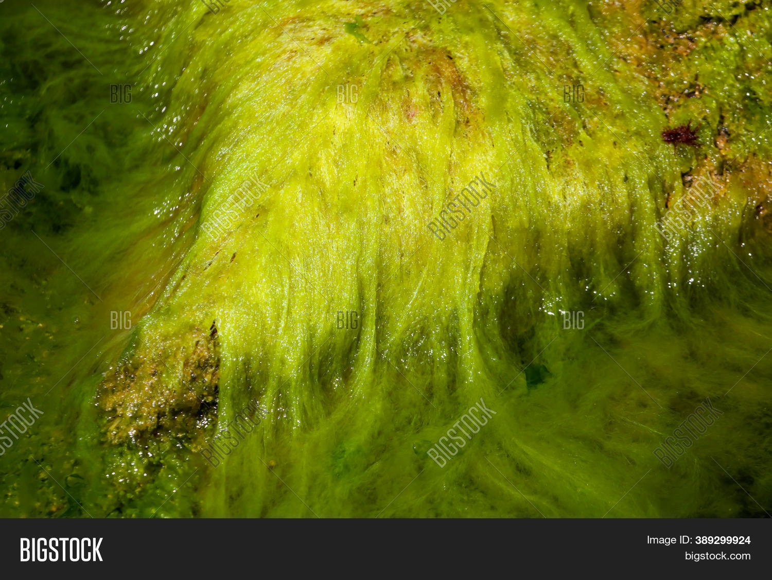 Close Green Algae On Image & Photo (Free Trial) Bigstock
