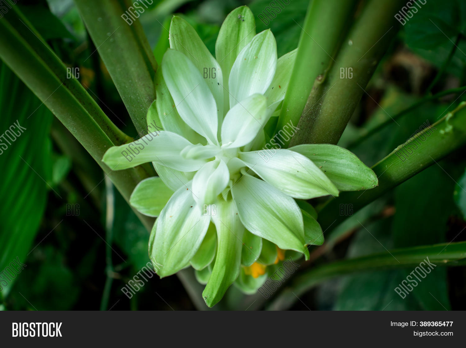 Curcuma Flower Name Image & Photo (Free Trial) Bigstock