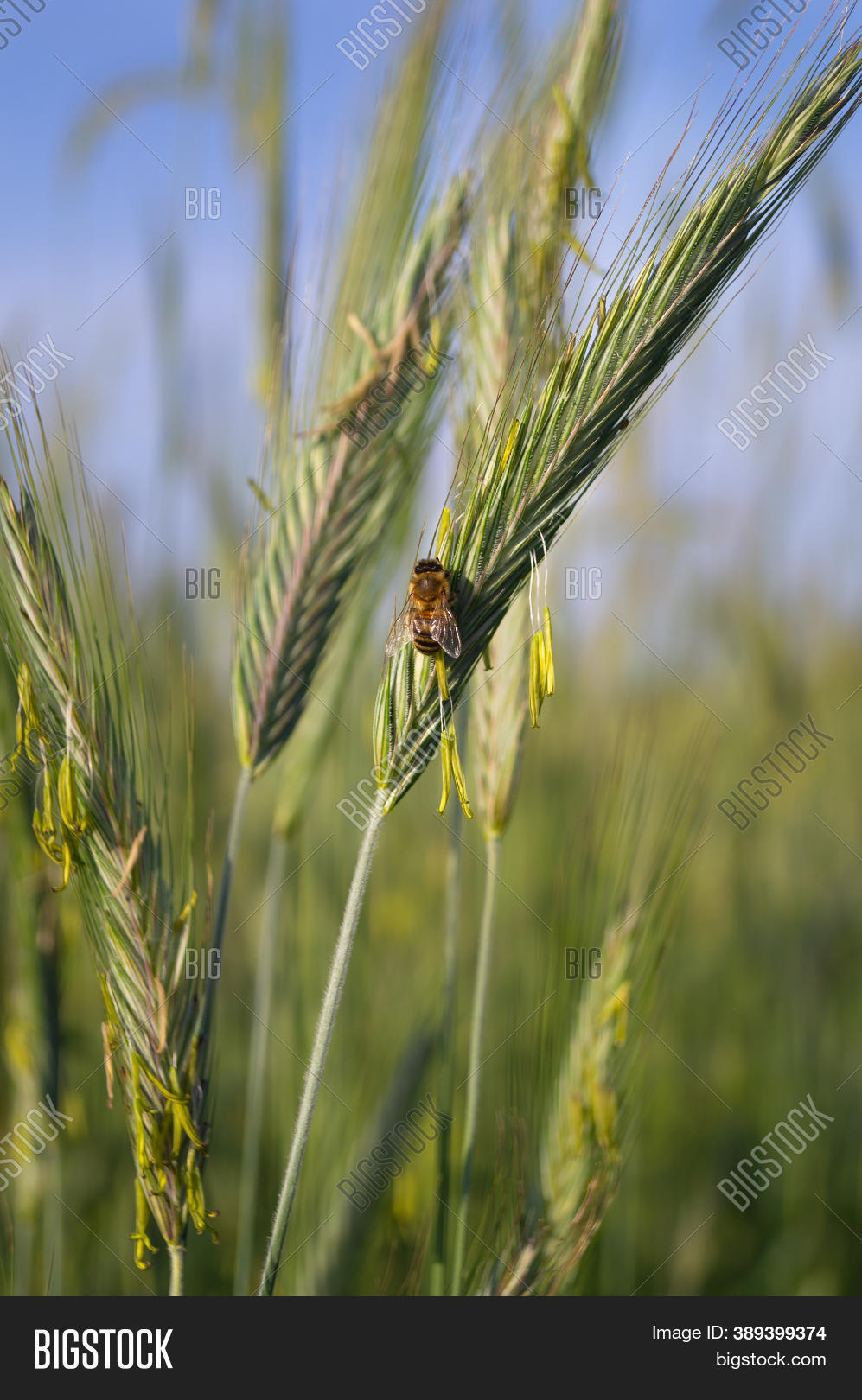 Pollination Wheat Bees Image & Photo (Free Trial) Bigstock