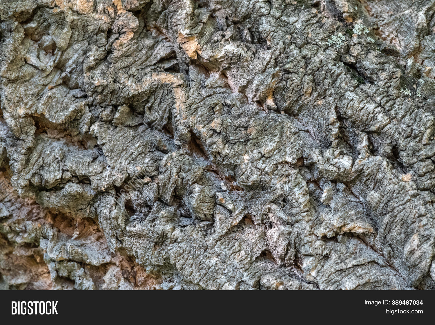 Cork Bark Texture Image & Photo (Free Trial) Bigstock