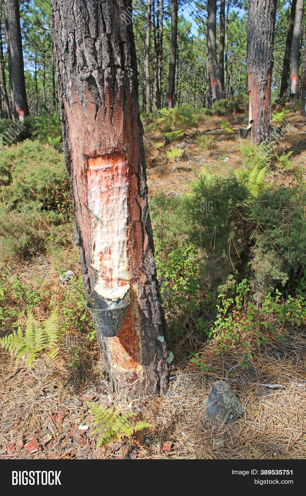 Pine Resin On Tree Image & Photo (Free Trial) Bigstock