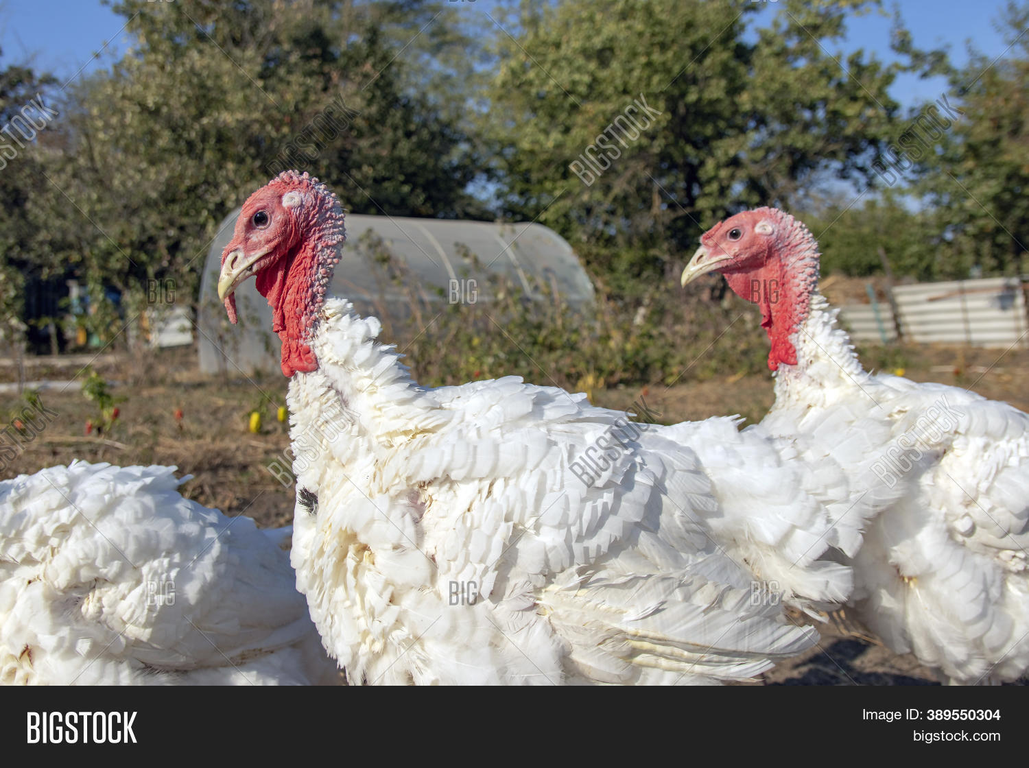Breeding Turkeys On Image & Photo (Free Trial) | Bigstock