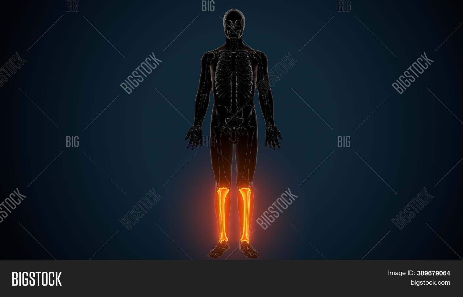 Tibia Animation 3d Illustration Human Image & Photo (Free Trial) | Bigstock