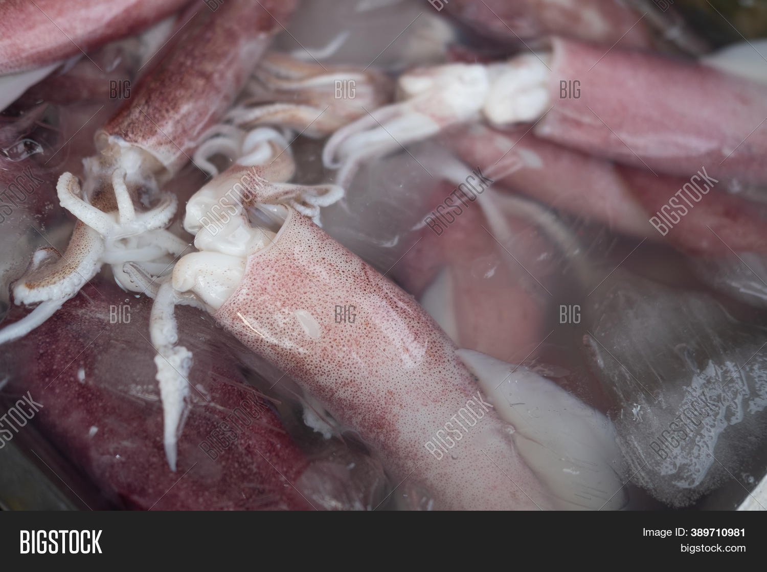Fresh Squid Ice On Image & Photo (Free Trial) Bigstock