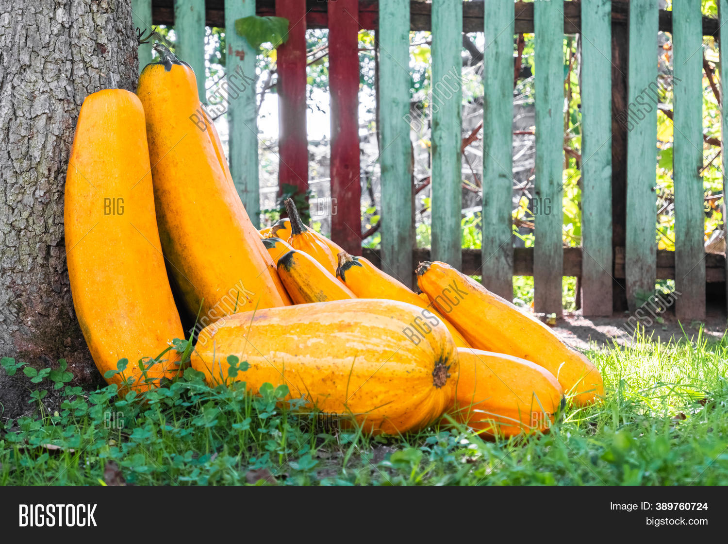 Yellow Squash. Fresh Image & Photo (Free Trial) Bigstock