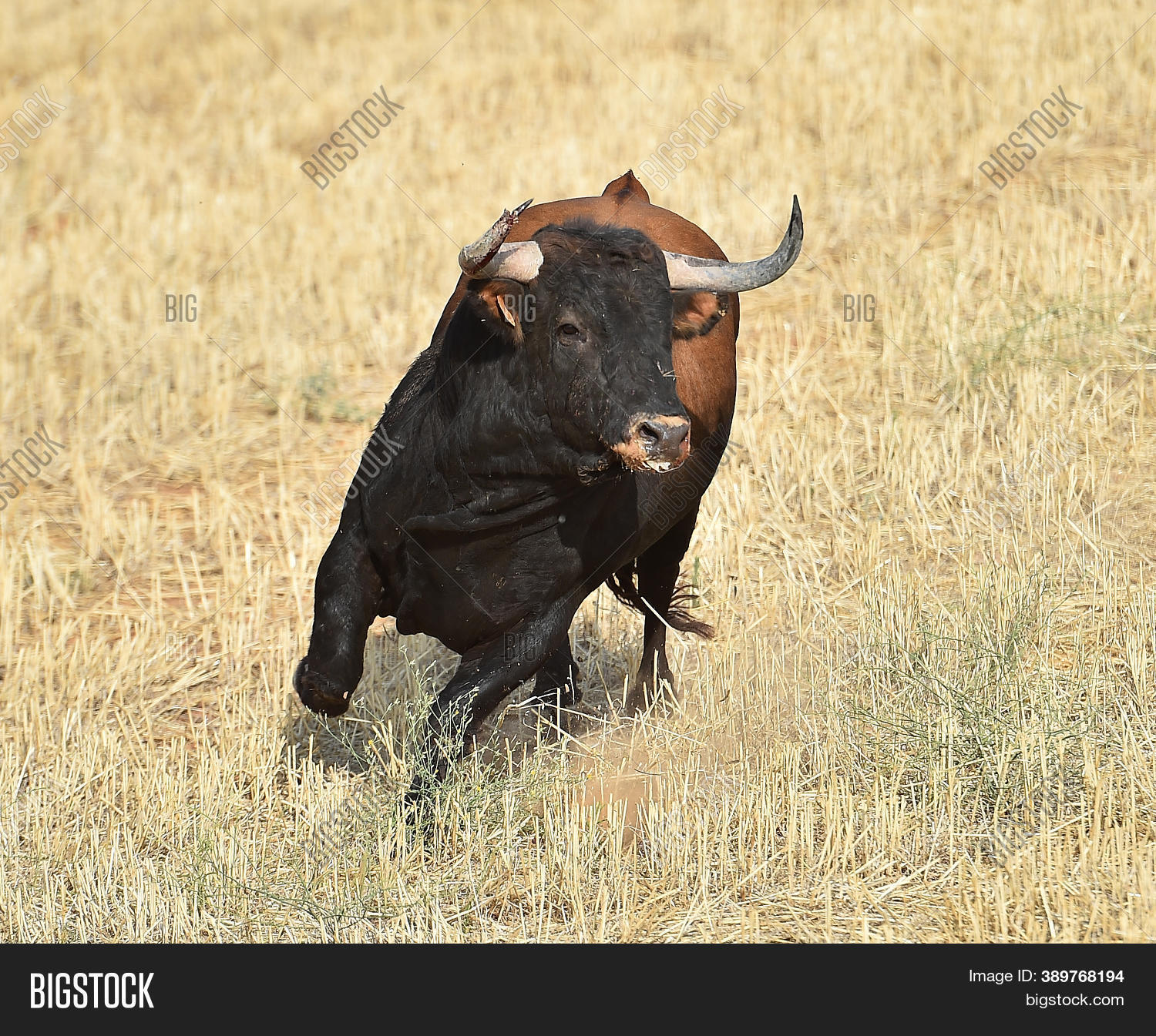Spanish Bull Big Horns Image & Photo (Free Trial) Bigstock