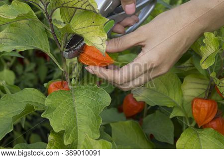 Beautiful Physalis Bush On The Farm. Physalis Berries Turned Red On The Bush. Collecting Physalis On