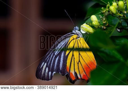 Delias Eucharis Or Common Jezebel Butterfly With Broken Wing Finding 
And Eating Flower Pollen  On T