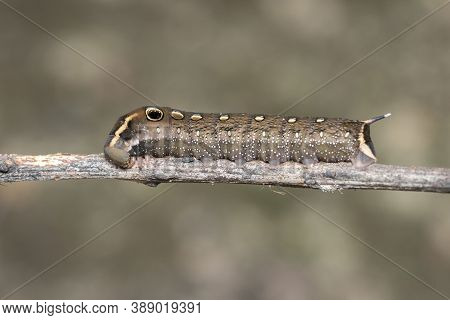 Image Of Brown Caterpillar On Branch On Natural Background. Insect. Brown Worm. Animal.