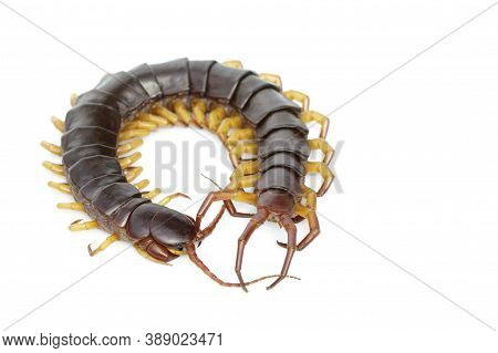 Image Of Centipedes Or Chilopoda Isolated On White Background. Animal. Poisonous Animals.