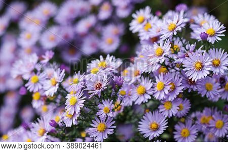 Beautiful Blue Flowers Sapphire Mist
Aster Dumosus In Autumn Garden