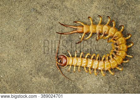 Image Of Dead Centipedes Or Chilopoda On The Ground. Animal. Poisonous Animals.