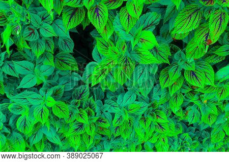 Bright Green Leaves For The Whole Background.