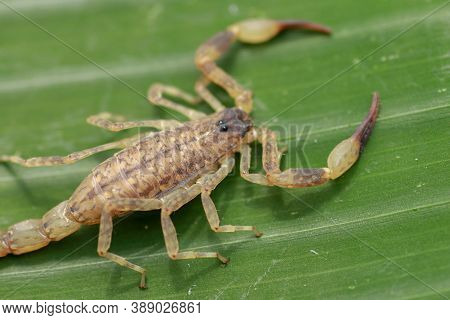 Close Up Macro Yellow Or Brown Scorpion On Green Leaf. Small Animal Is Poisonous Reptile In The Tail