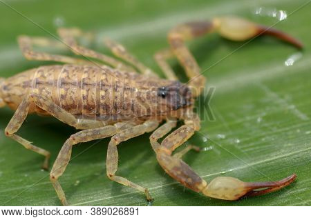 Close Up Macro Yellow Or Brown Scorpion On Green Leaf. Small Animal Is Poisonous Reptile In The Tail