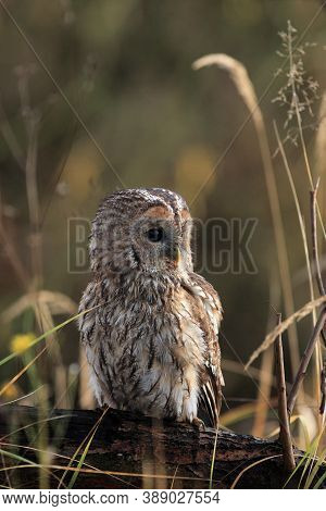 The Tawny Owl Or Brown Owl (strix Aluco) Sitting On The Branch. Owl Sitting On A Low Branch In The T
