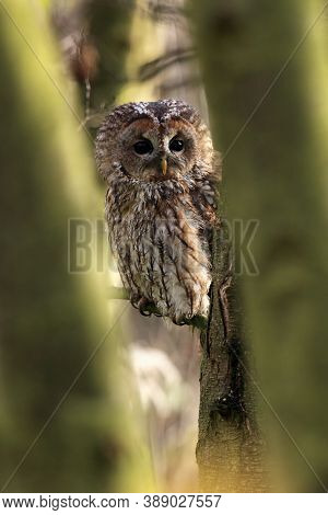 The Tawny Owl Or Brown Owl (strix Aluco) Sitting On A Branch In Seen Through Between The Trees