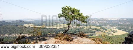Panoramic Image. Single Pine On The Rocks Of The Lilienstein. Saxon Switzerland. Germany
