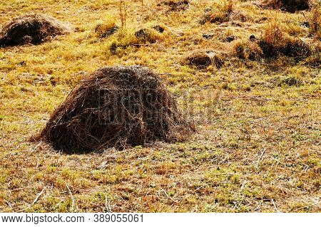 Hay On The Ground. Dry Grass In The Mountains. Cleaning Of Dead Wood Against The Occurrence Of Fires
