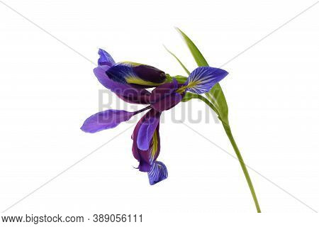 Purple Flower Of Iris Graminea Isolated On White Background. High Resolution Photo. Full Depth Of Fi