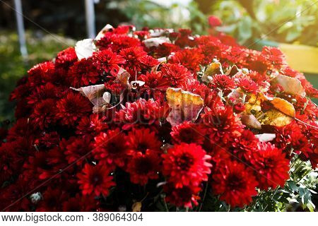 Bouquet Of Red Flowers In The Garden At Sunrise In The Morning, Close Up