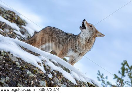 A Coyote searches for a meal in the snowy mountains of Montana.
