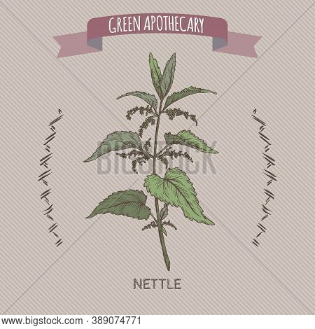 Urtica Dioica Aka Common Nettle Color Sketch. Green Apothecary Series.