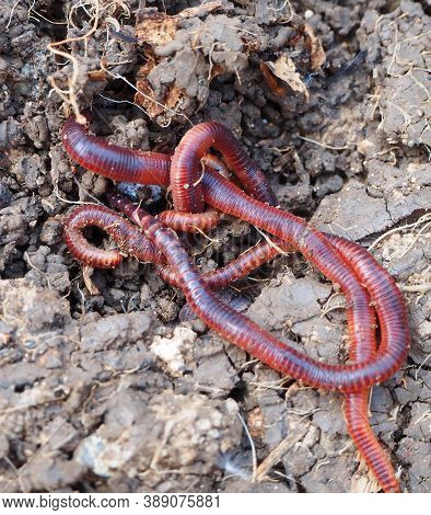 Earthworms In The Natural Garden, The Importance Of Worm For Soil,