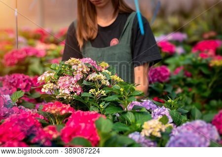 Cropped Portrait Of Young Female Gardener Selecting Flowers In The Sunny Greenhouse.