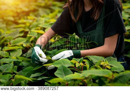 Young Female Gardener Chekingpoinsettias In The Sunny Greenhouse Wearing Gardener Gloves.