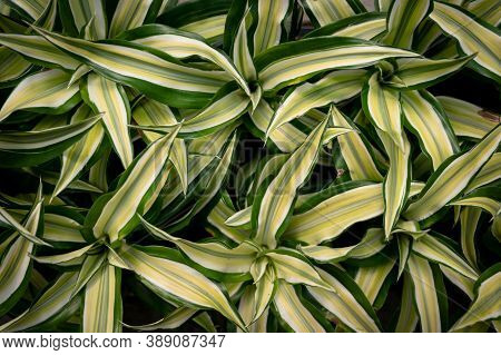 Top View Image Of Colorful Plants , Greenfinch In A Sunny Greenhouse