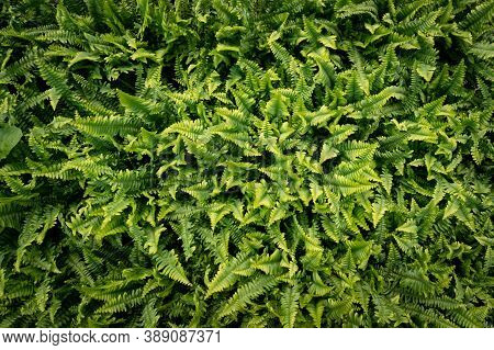Top View Image Of Colorful Plants , Ferns In A Sunny Greenhouse