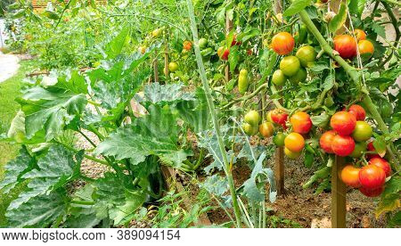 Tomatoes And Zucchini In Raised Wooden Beds In An Open Field Garden. Growing Organic Vegetables At H