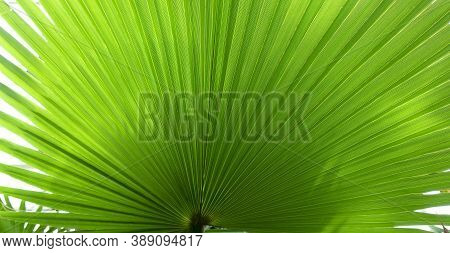 Huge Tropical Leaf Of Washingtonia Palm Tree Closeup With Copy Space. Exotic Summer Green Background