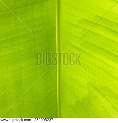 The Background Of A Green Banana Leaf Close-up Divided By A Vein Into Two Parts For Analysis Of The 